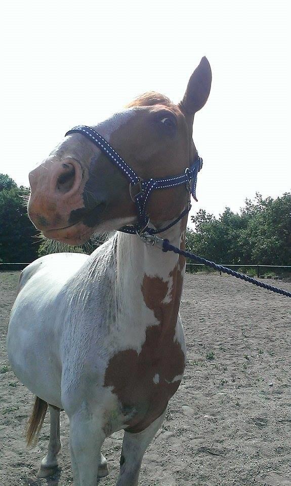 Anden særlig race Ramon (Monse) billede 14