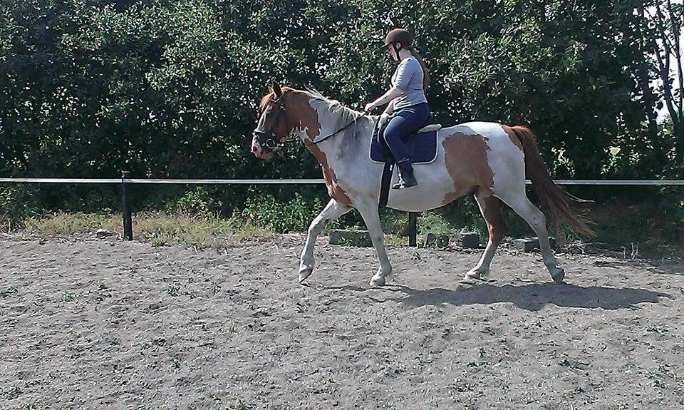 Anden særlig race Ramon (Monse) billede 17