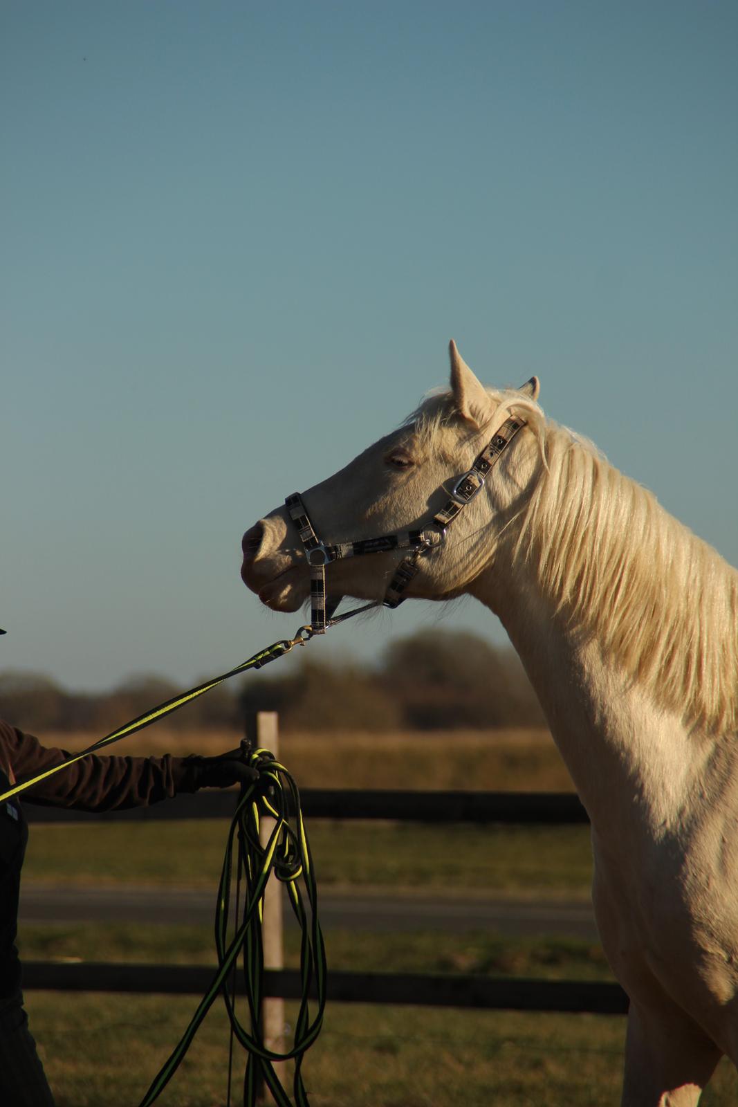 Palomino Groovy Day billede 27