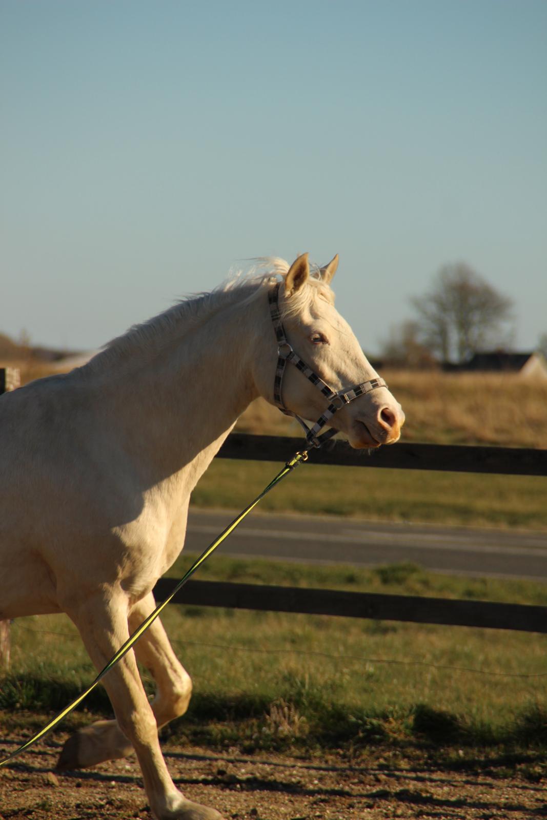 Palomino Groovy Day billede 28