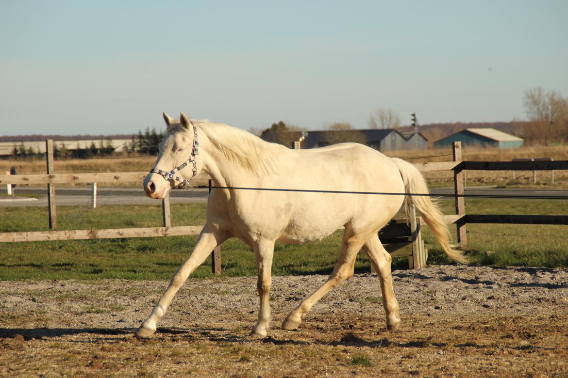 Palomino Groovy Day billede 30