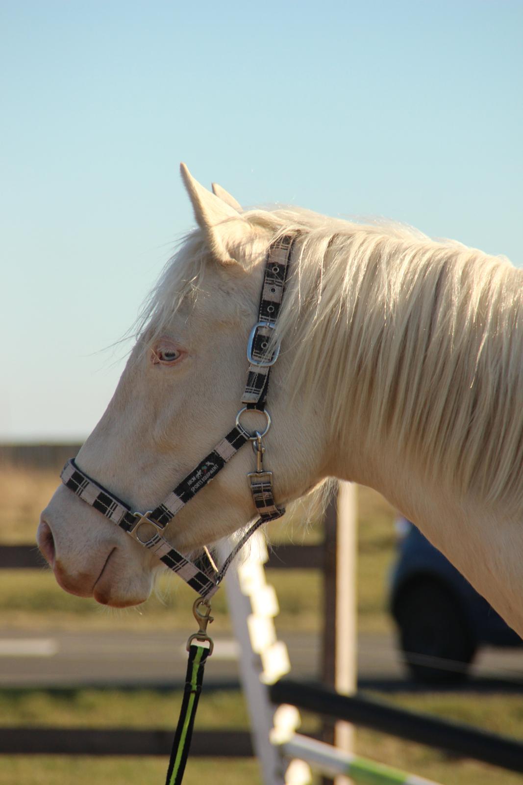 Palomino Groovy Day billede 31