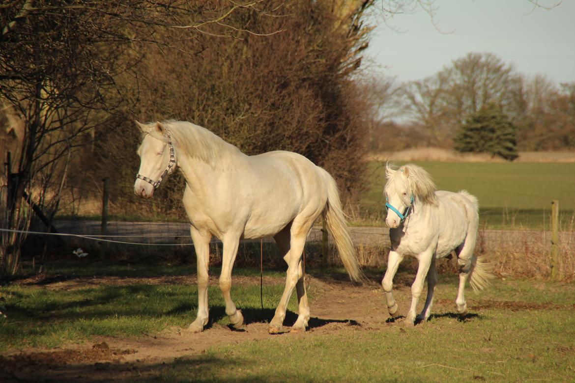 Palomino Groovy Day billede 32