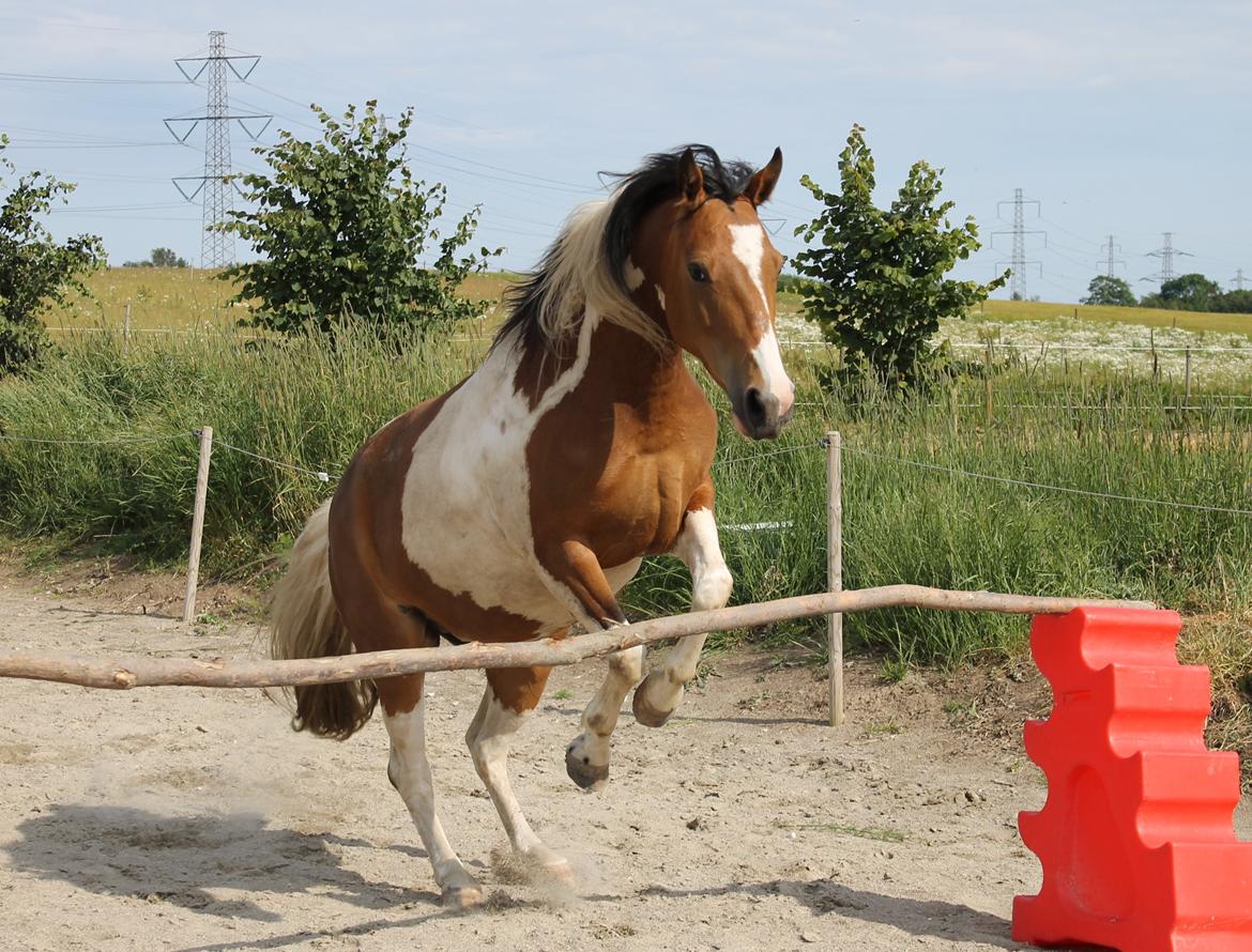 Pinto Padmé - My Soulmate - 2014 billede 15