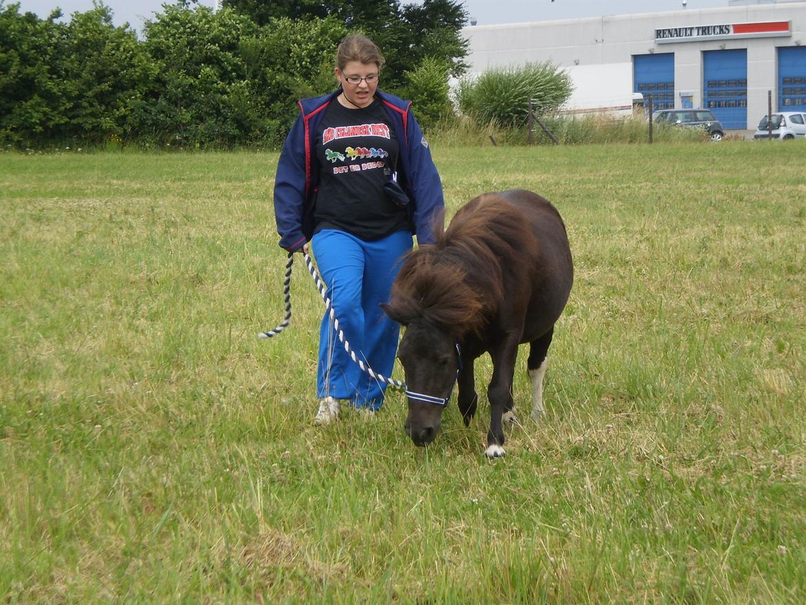 Shetlænder Miss Molly Malone *Mols* - Mols og jeg på tur :)  billede 13