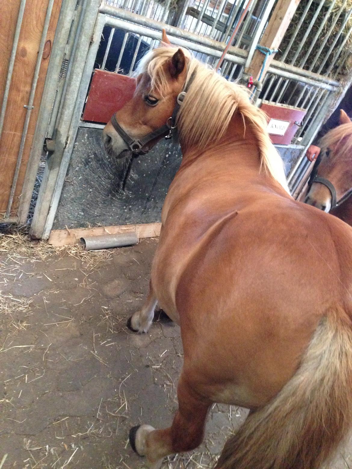 Shetlænder Tot - Lille tykke Tot  billede 1