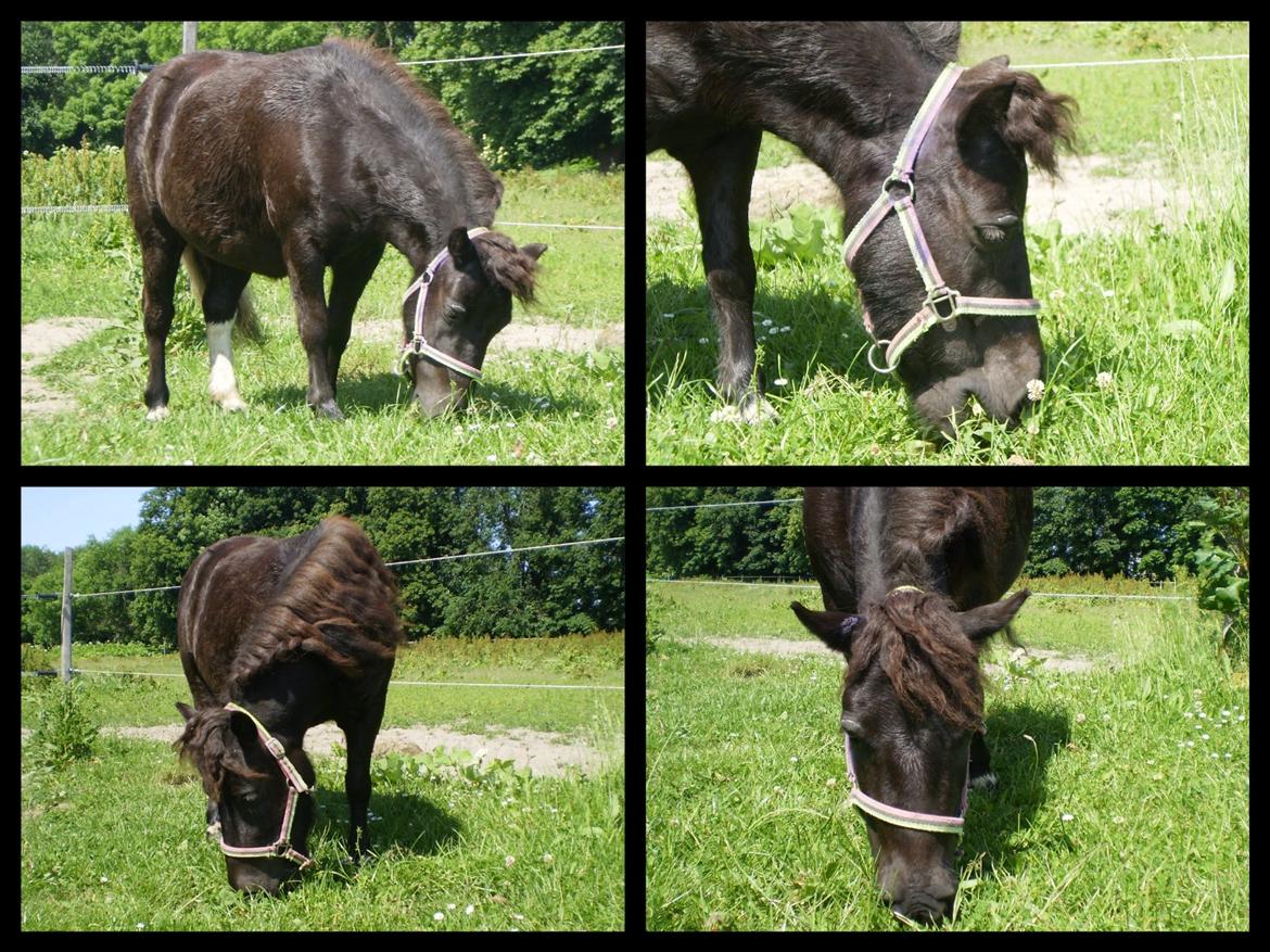 Shetlænder Miss Molly Malone *Mols* - Molly da jeg startede med at arbejde med hende :)  billede 14