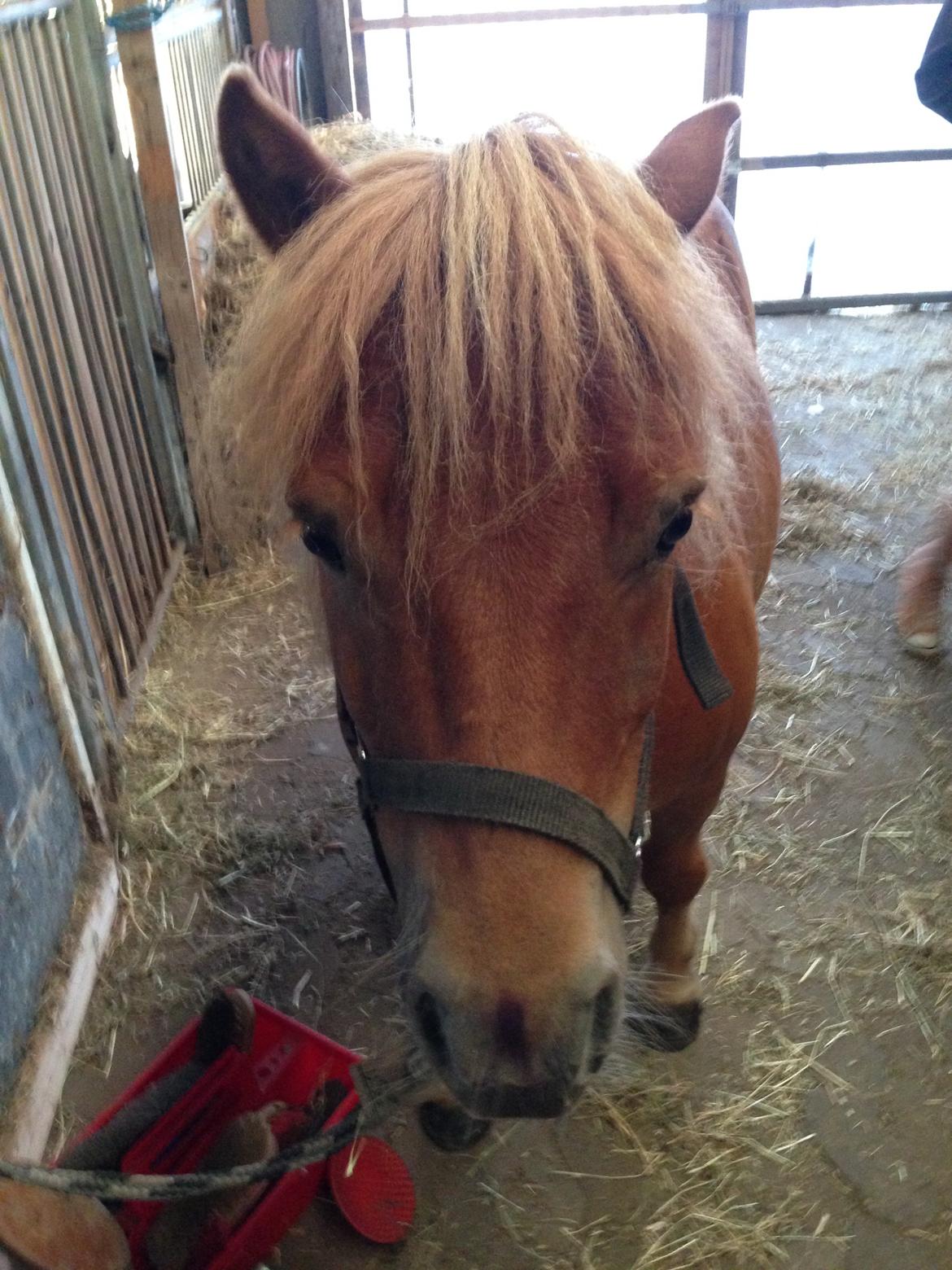 Shetlænder Tot billede 3