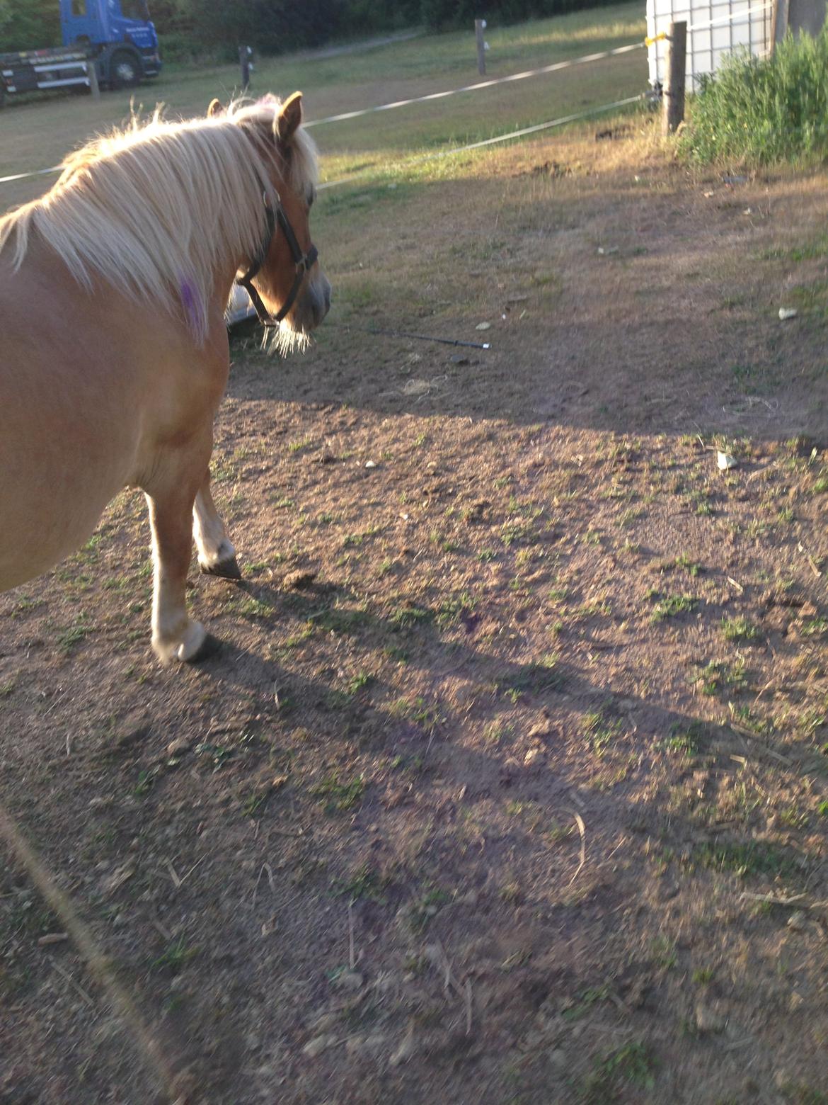 Shetlænder Tot billede 4