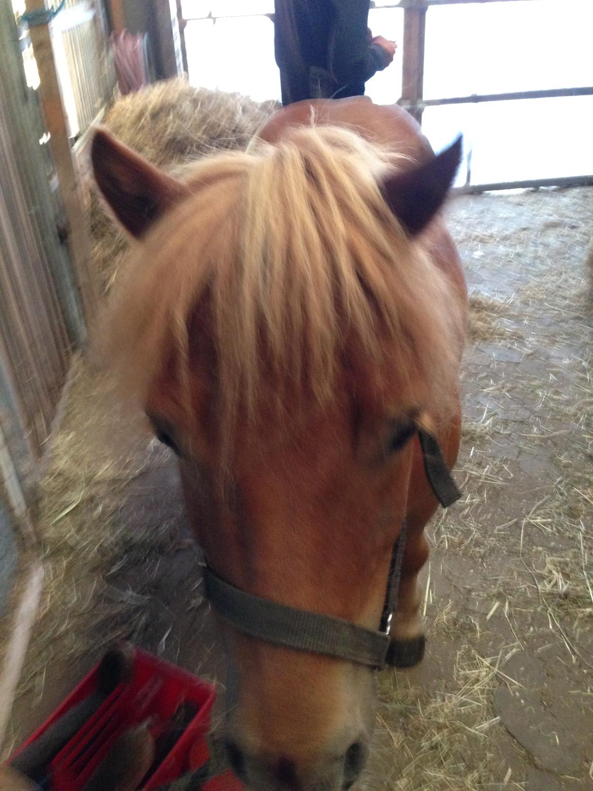 Shetlænder Tot billede 2