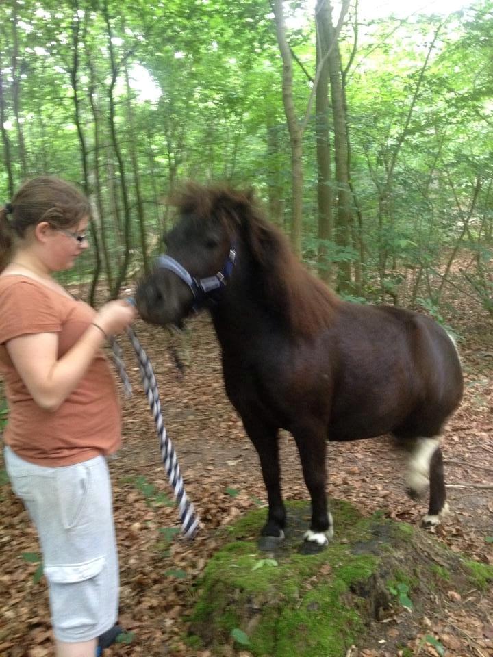 Shetlænder Miss Molly Malone *Mols* - Molly står på træstub :)  billede 15