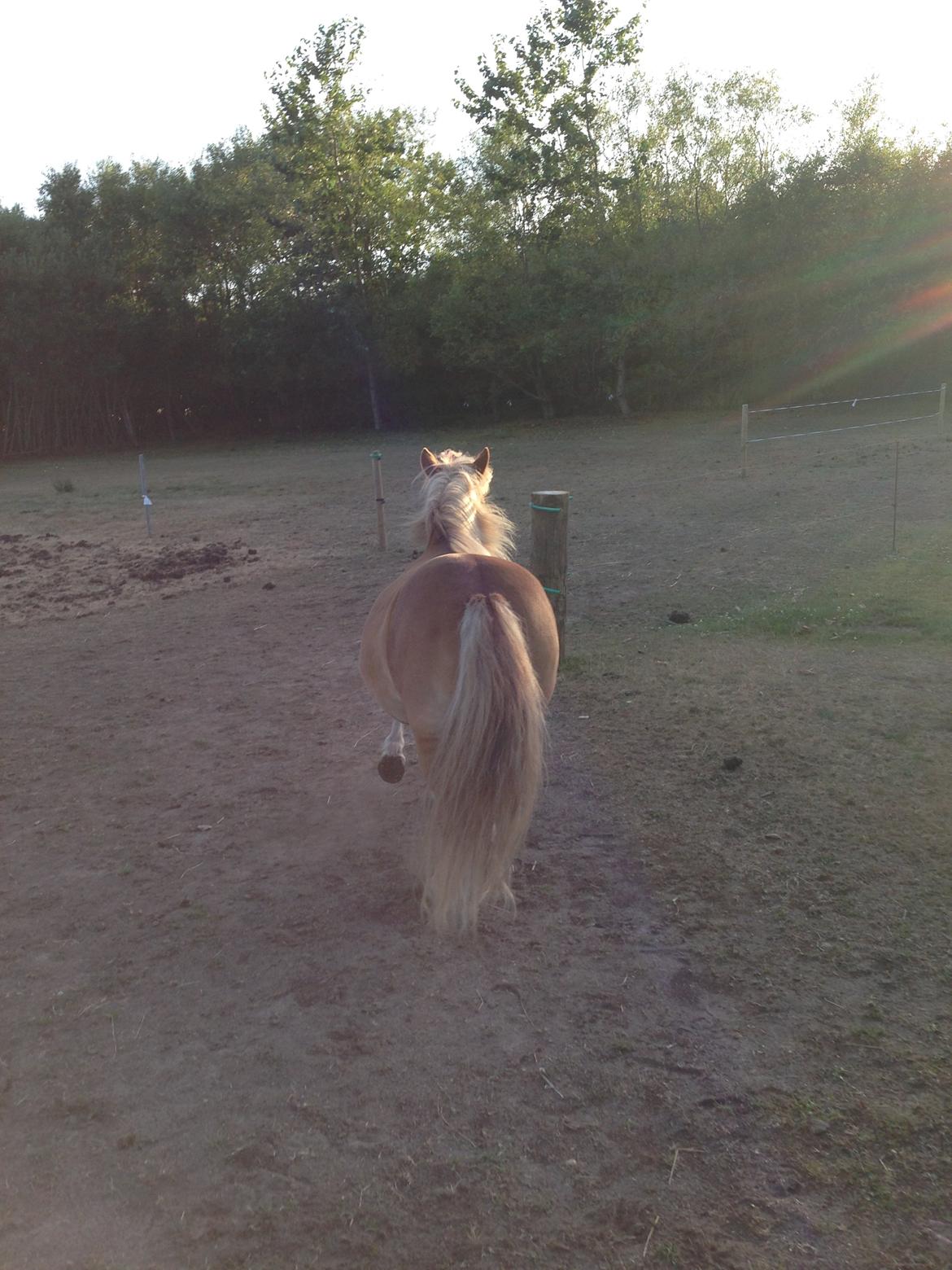 Shetlænder Tot billede 6