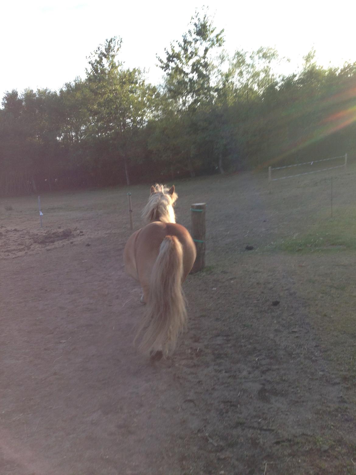 Shetlænder Tot billede 7