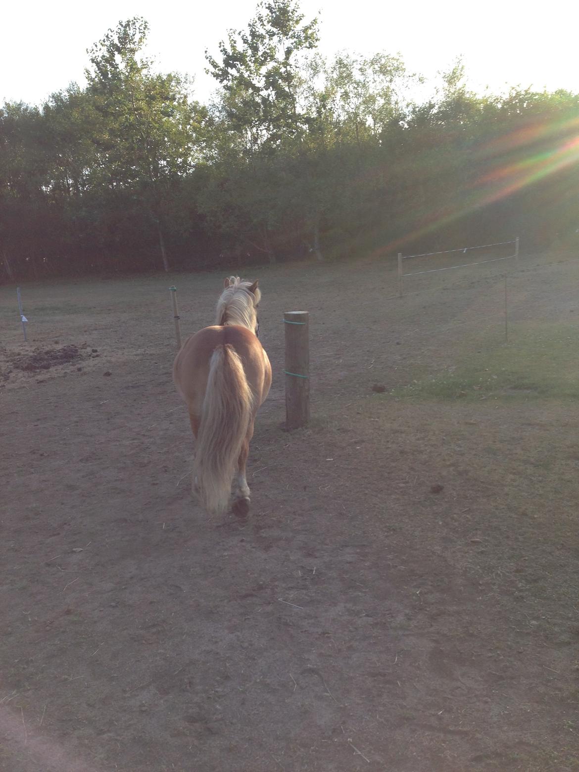 Shetlænder Tot billede 8