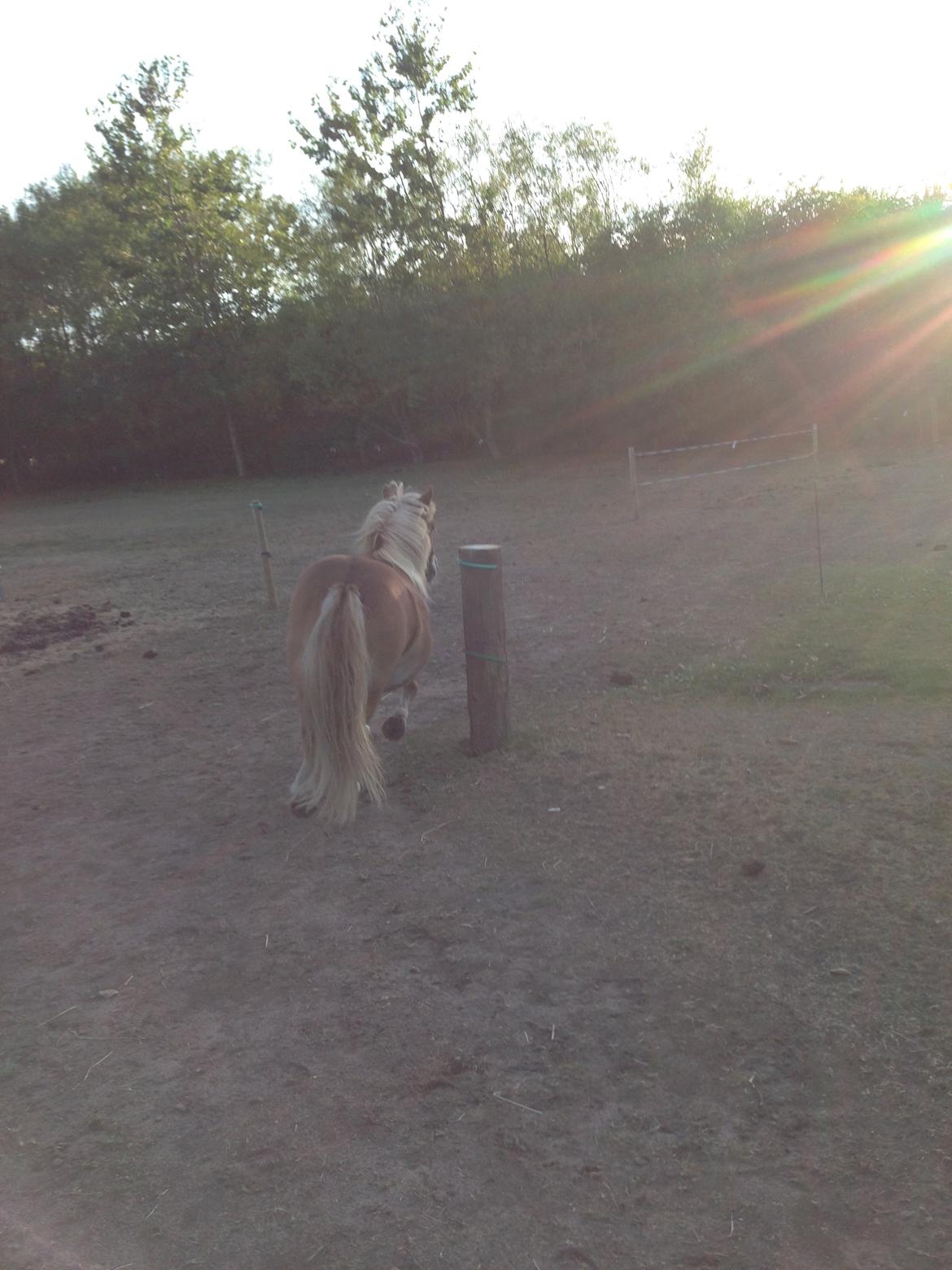 Shetlænder Tot billede 9