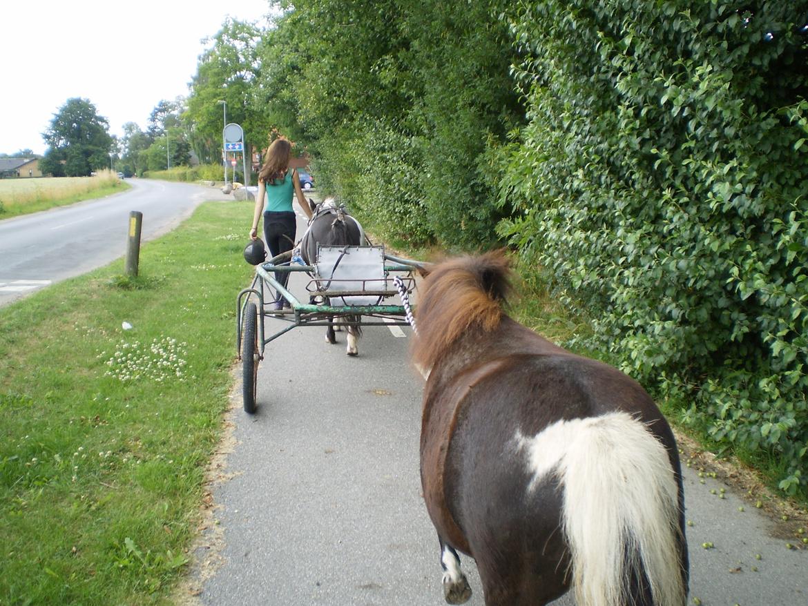 Shetlænder Miss Molly Malone *Mols* - Molly efter vogn :D  billede 16