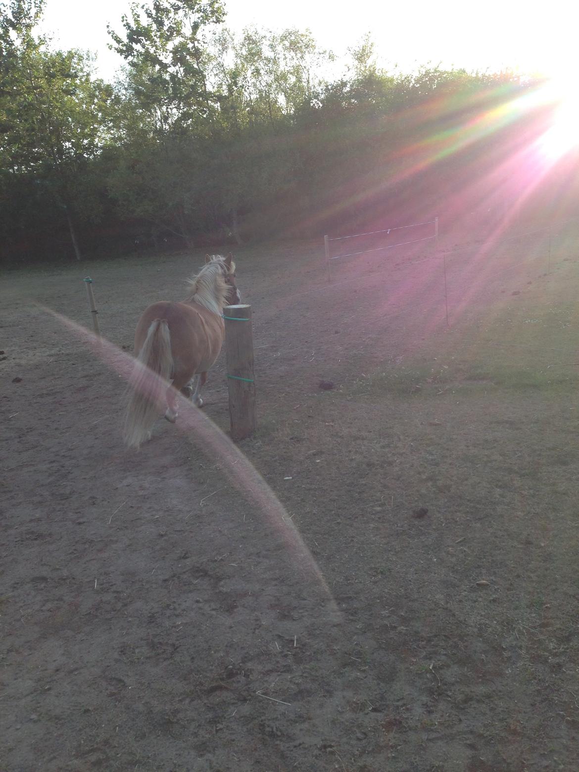 Shetlænder Tot billede 10