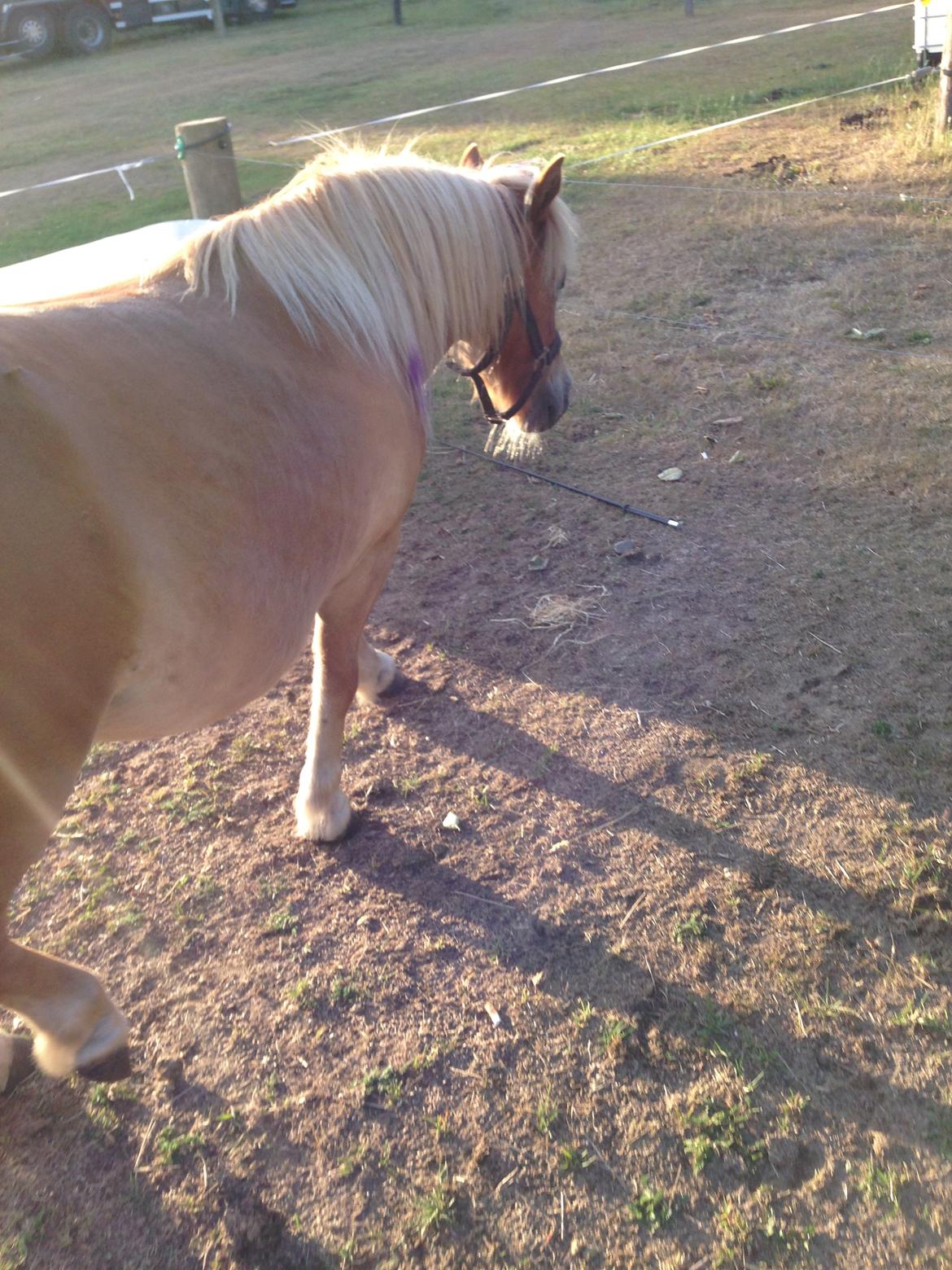 Shetlænder Tot billede 5