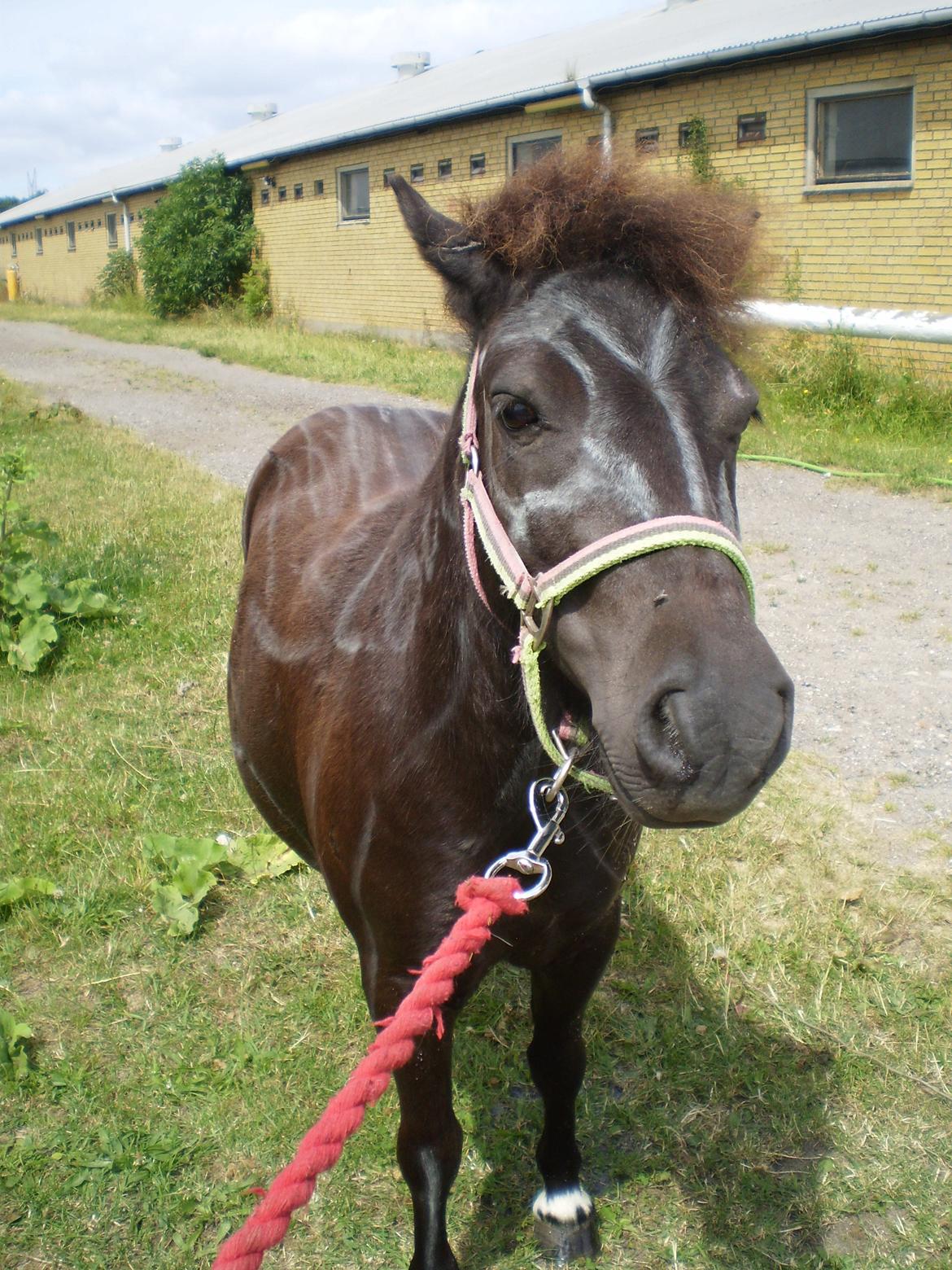 Shetlænder Miss Molly Malone *Mols* - Molly som indianer :D  billede 17