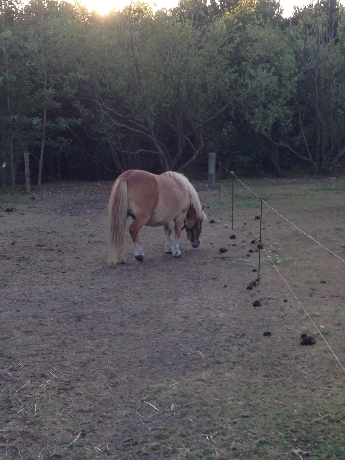 Shetlænder Tot billede 12