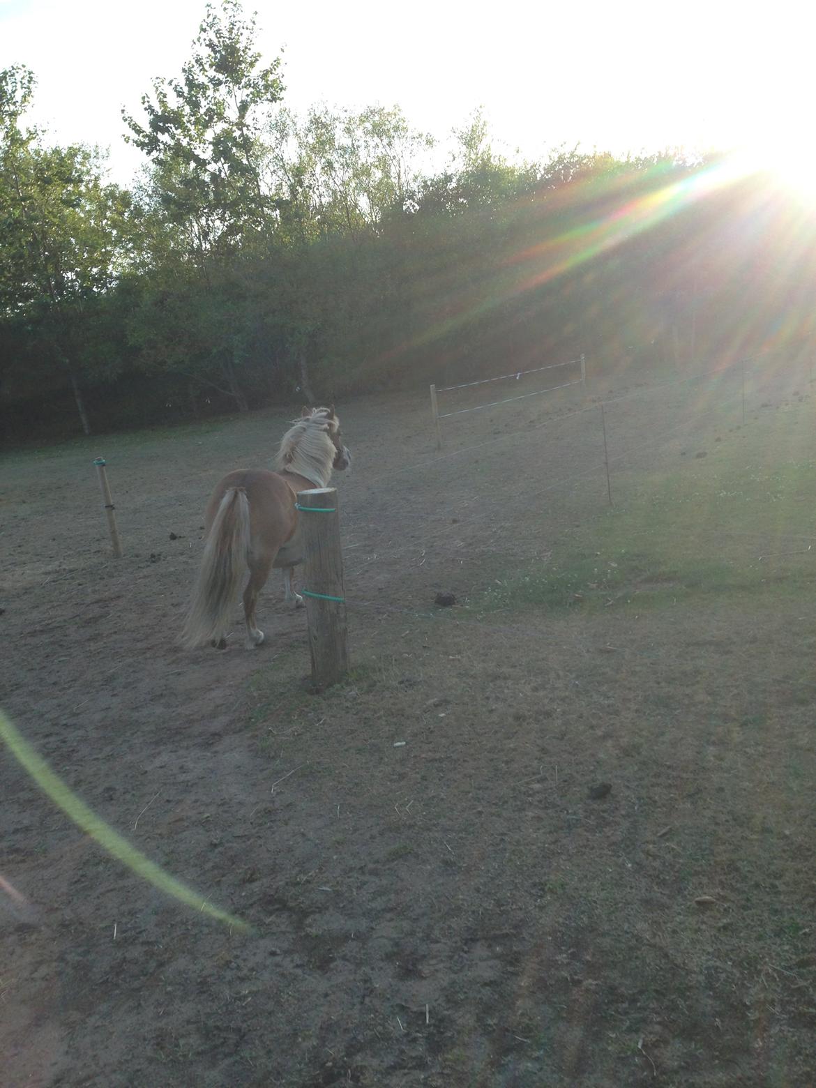 Shetlænder Tot - "farvel jeg løber min vej" billede 11