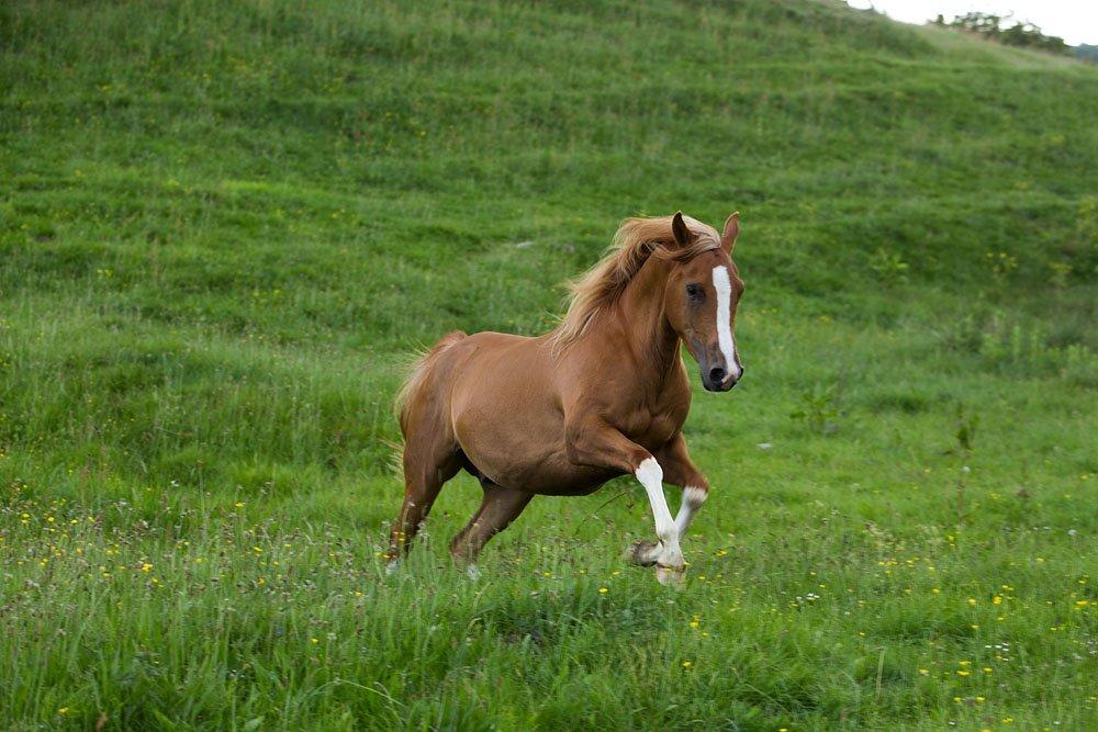 Arabisk fuldblod (OX) Makin - JP-photo.dk billede 20