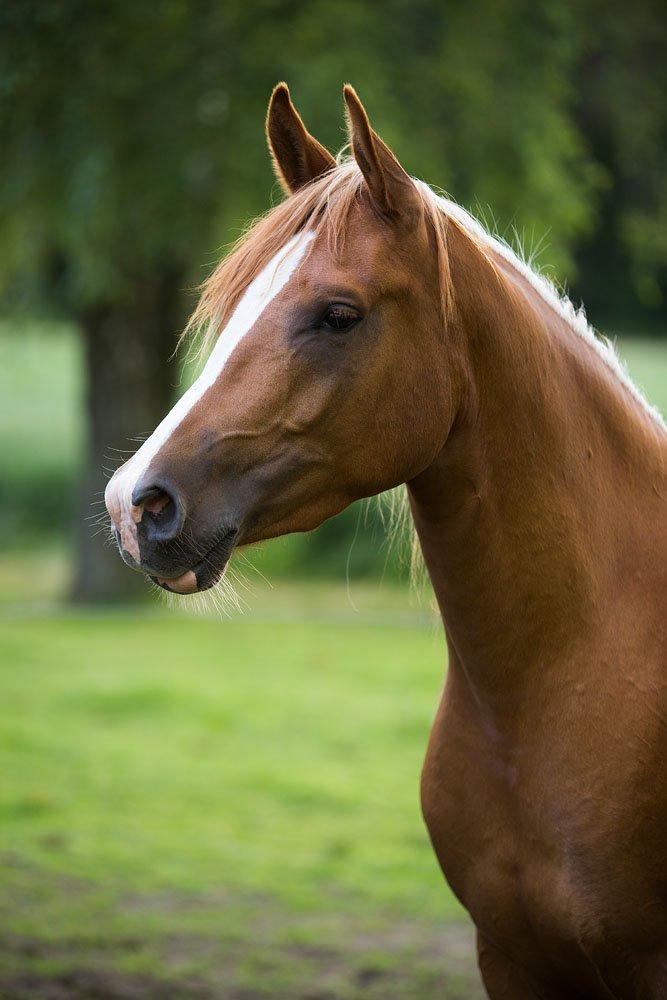 Arabisk fuldblod (OX) Makin - JP-photo.dk billede 1