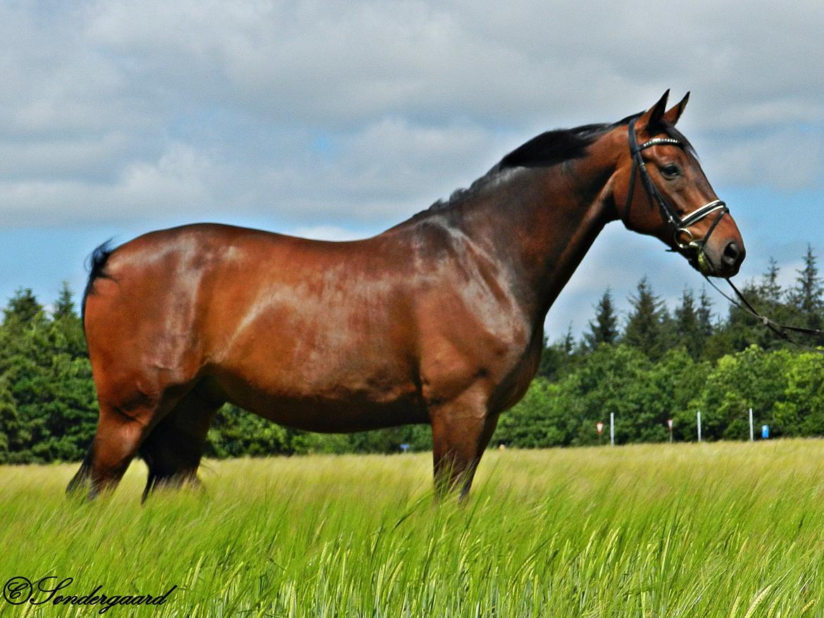 Hannoveraner Domino - d. 22 juni 2014 billede 19