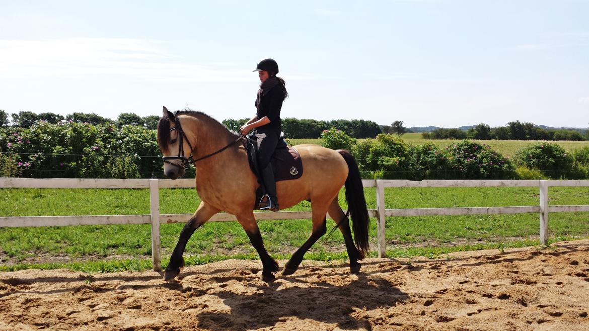 Anden særlig race *MiTho's Black Heart* - Juli 2014 billede 1