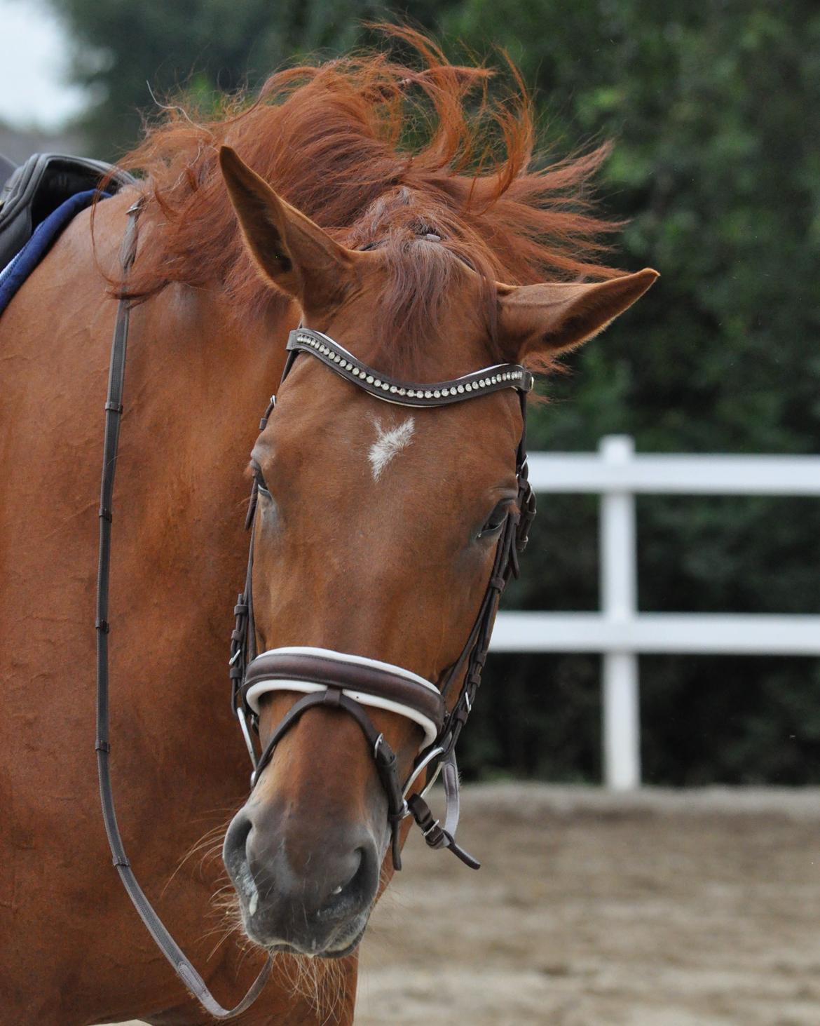 Dansk Varmblod Faith - Pyh det er hårdt at være i genoptræning efter 3 måneders skadespause med fibersprængning - 5. juli 2014. billede 1