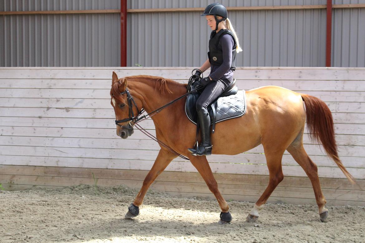 Anden særlig race Celina billede 5