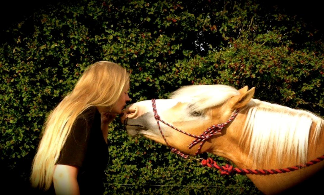 Haflinger Leris - møøøøøs billede 5