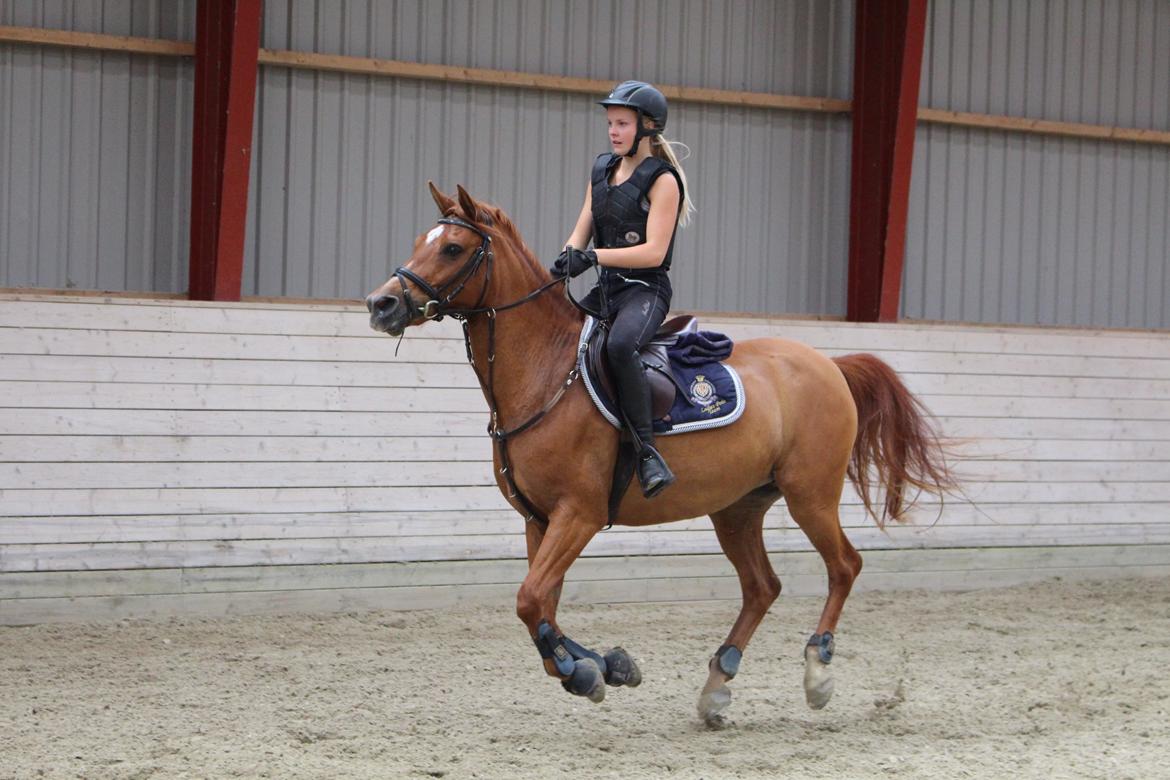 Anden særlig race Celina billede 9