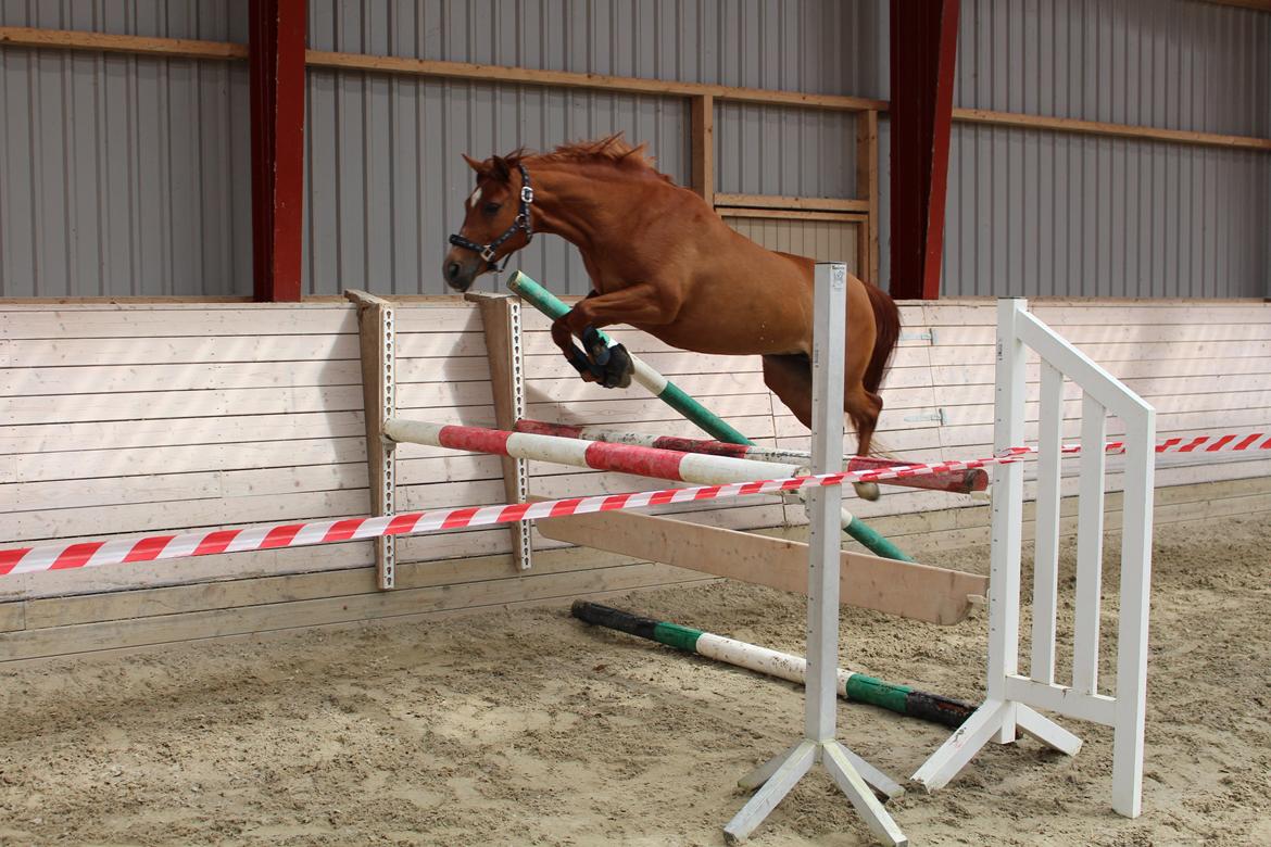 Anden særlig race Celina billede 12