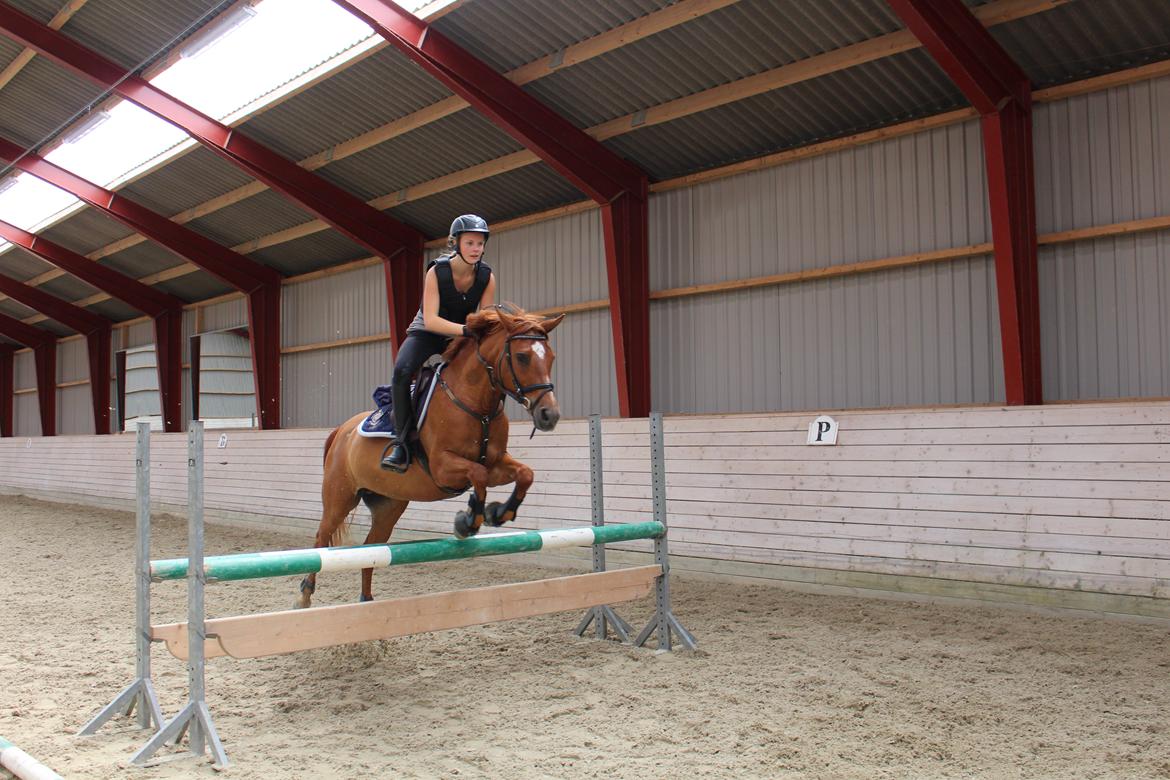 Anden særlig race Celina billede 3