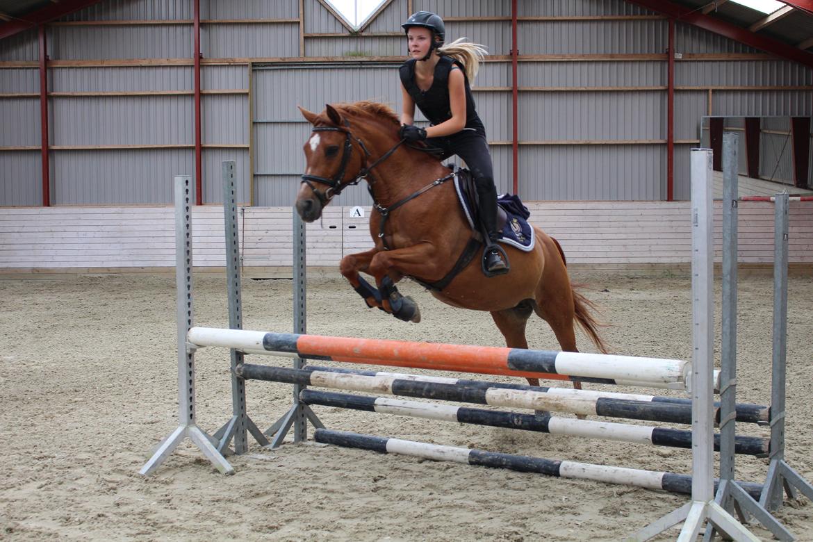 Anden særlig race Celina billede 15