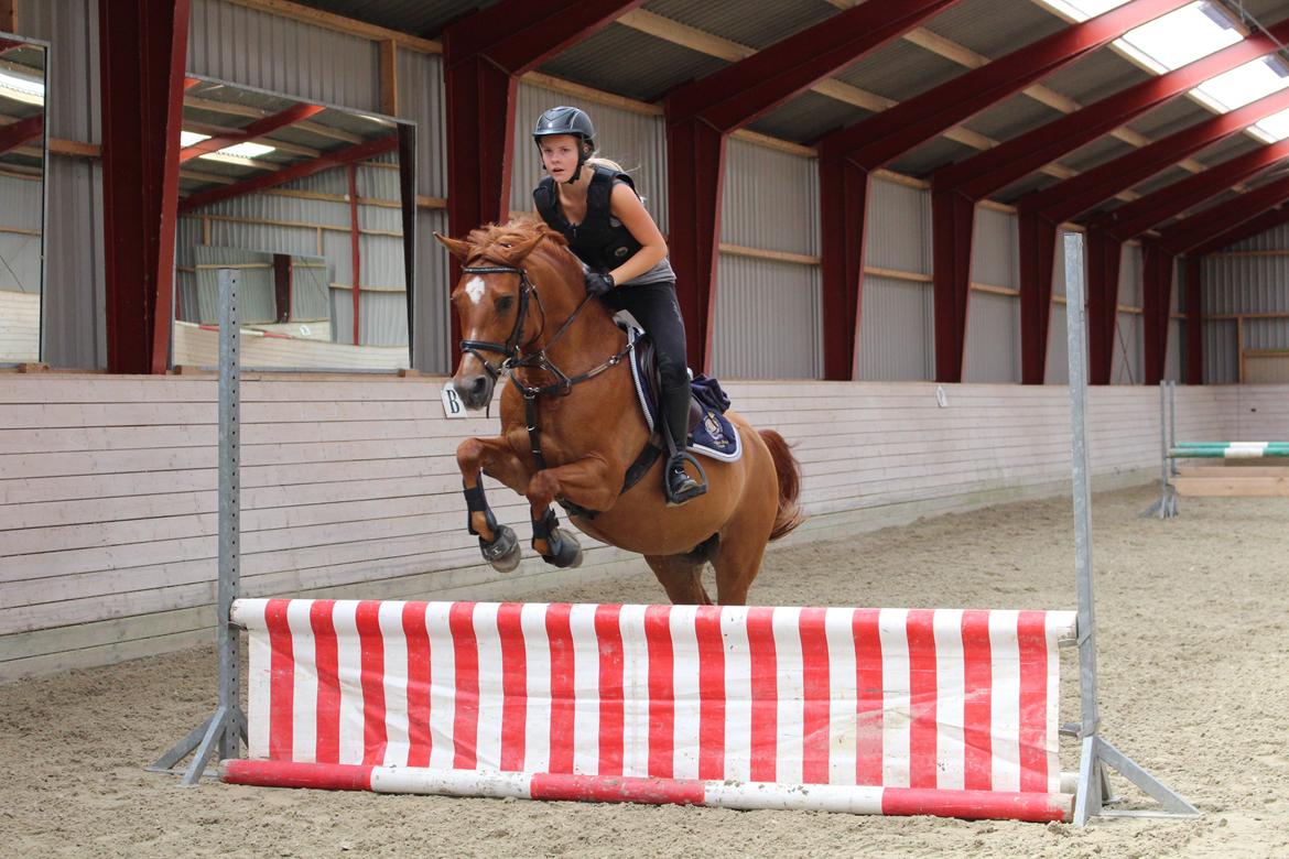 Anden særlig race Celina billede 27