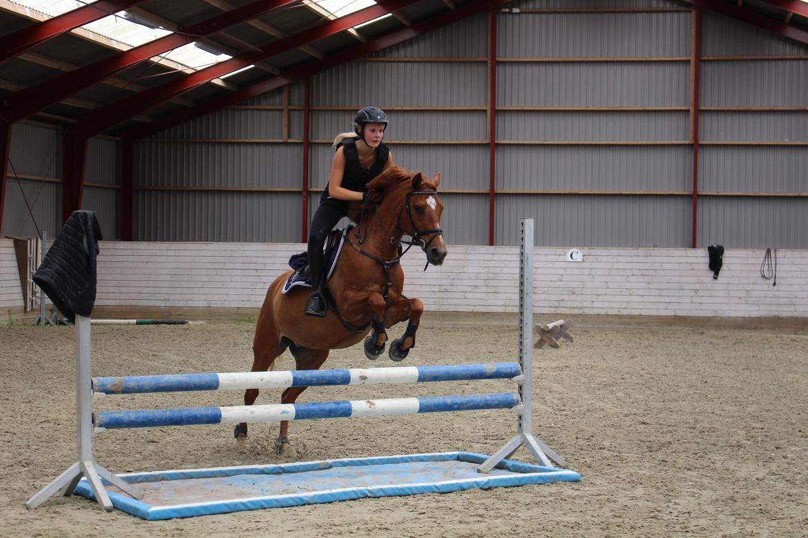 Anden særlig race Celina billede 11