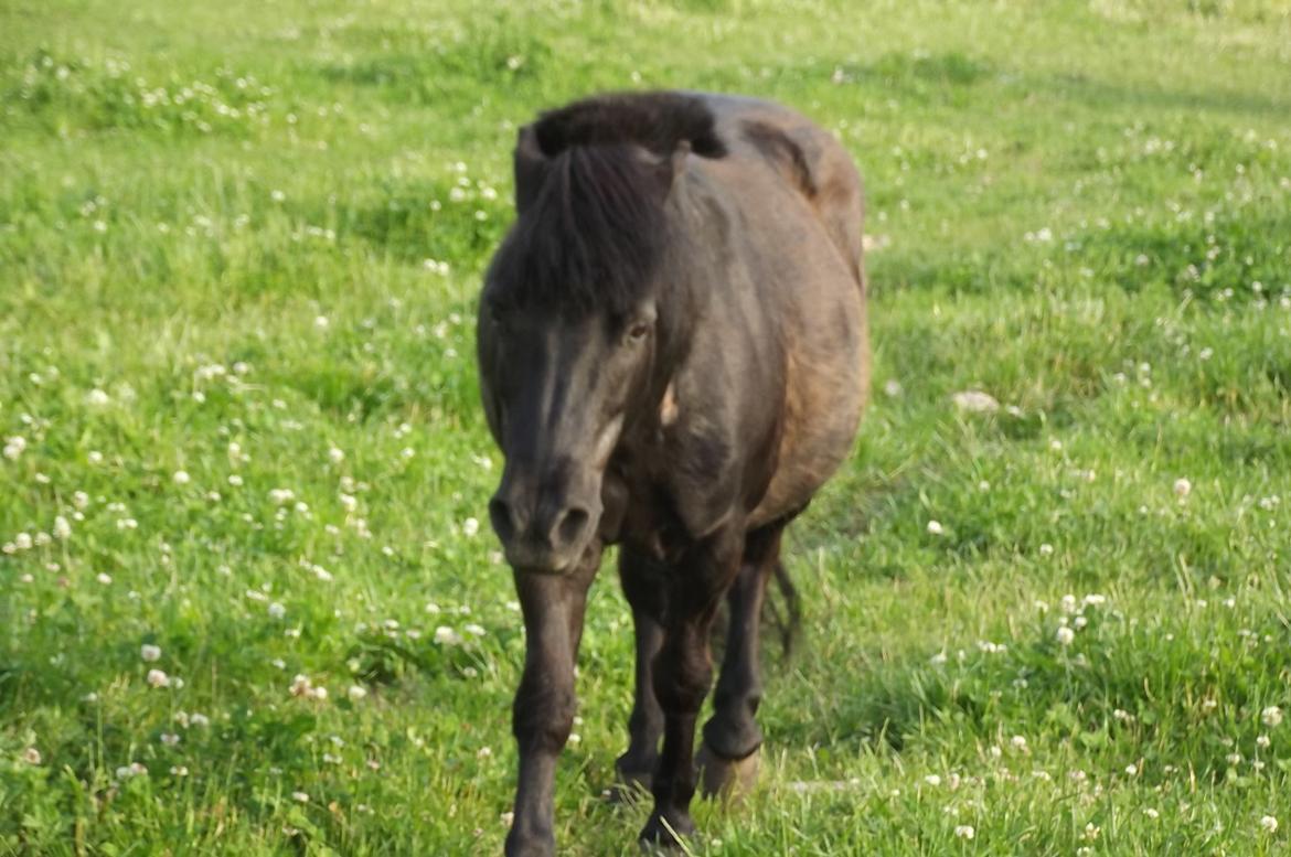 Shetlænder Dixie billede 10