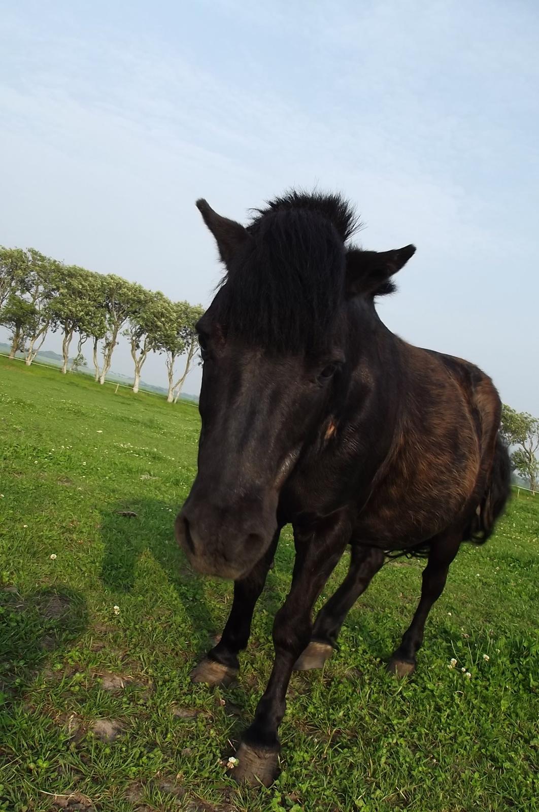 Shetlænder Dixie billede 6