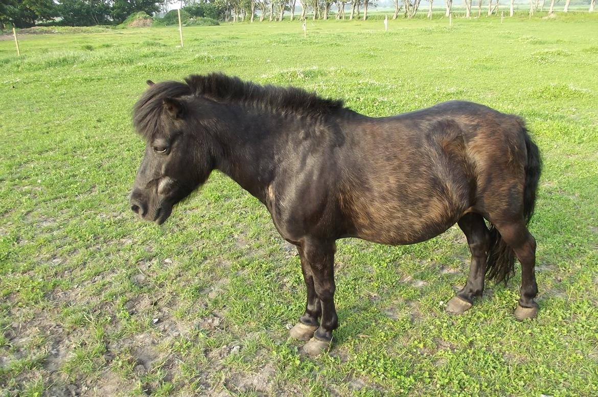Shetlænder Dixie billede 12