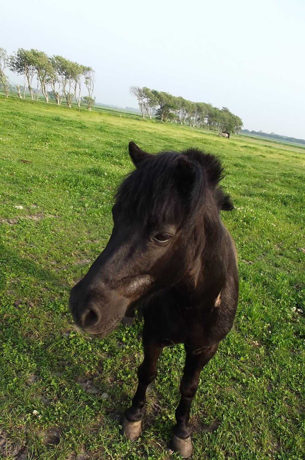 Shetlænder Dixie billede 4