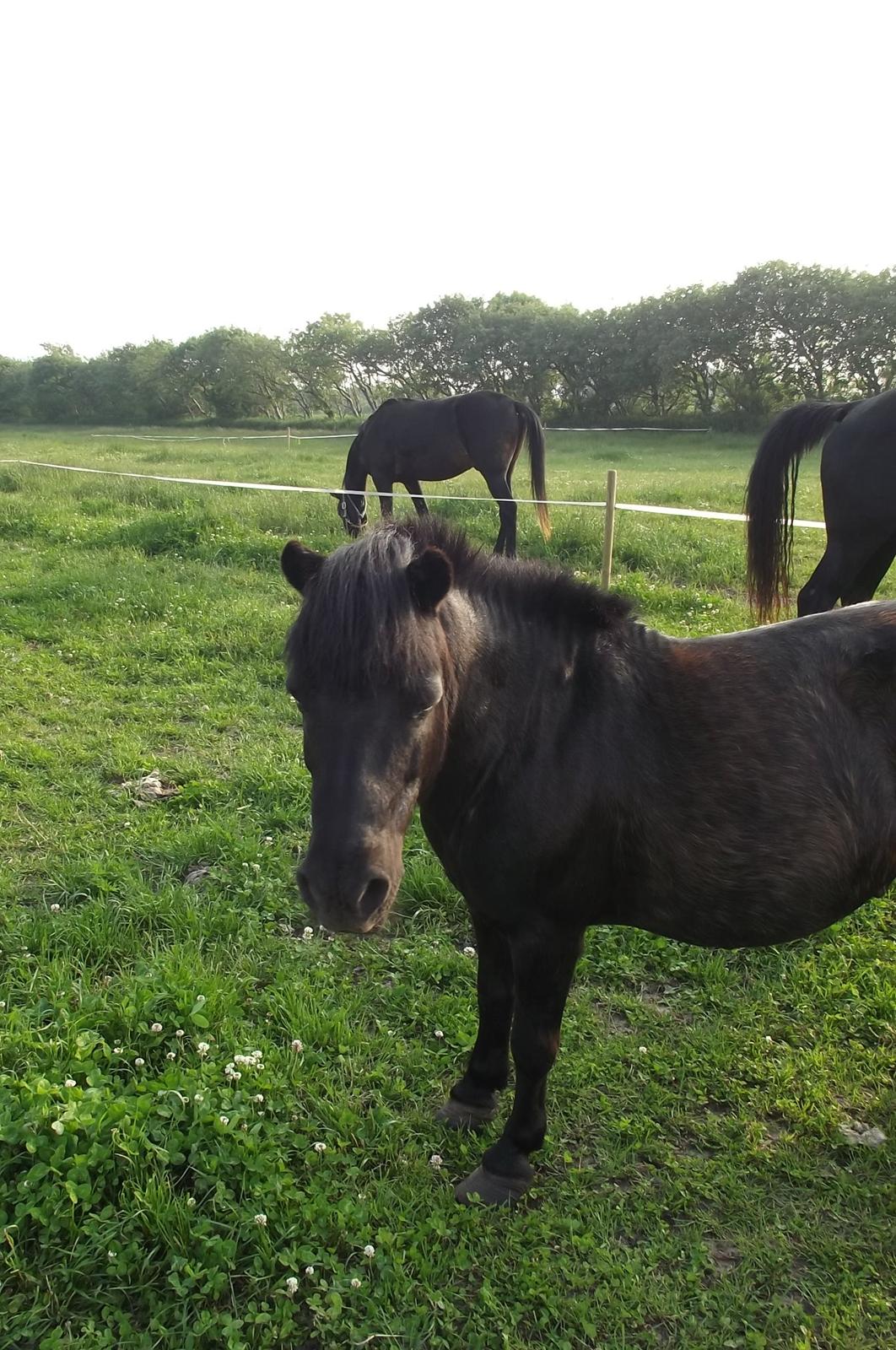 Shetlænder Dixie billede 14