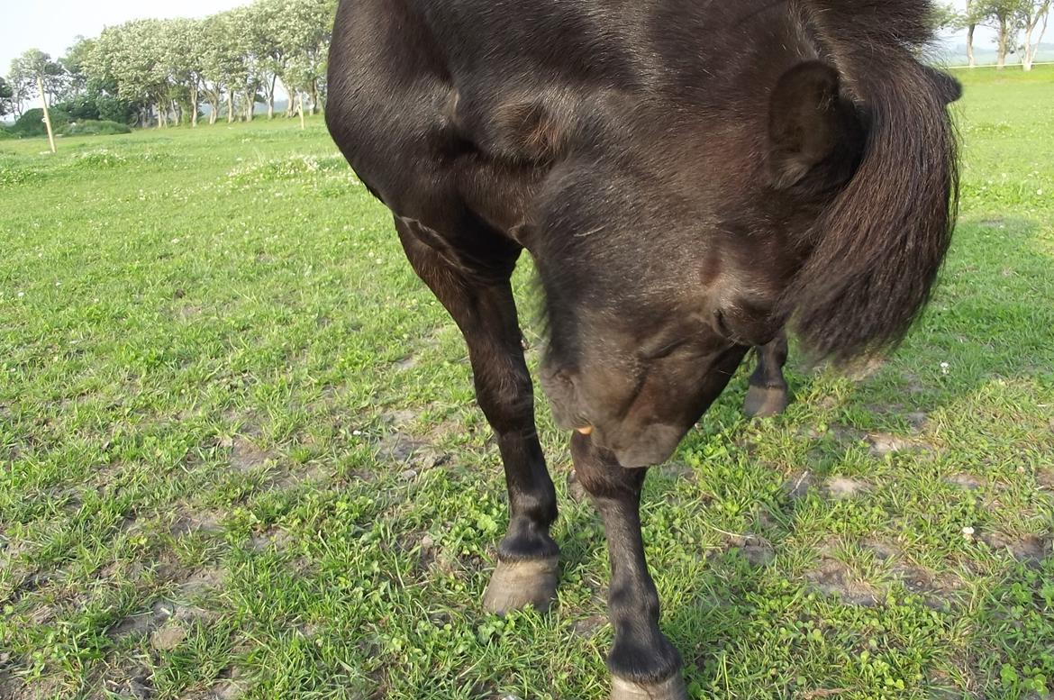 Shetlænder Dixie billede 19