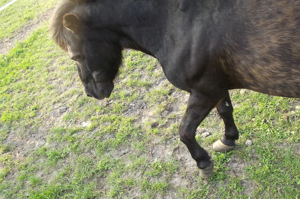 Shetlænder Dixie billede 20