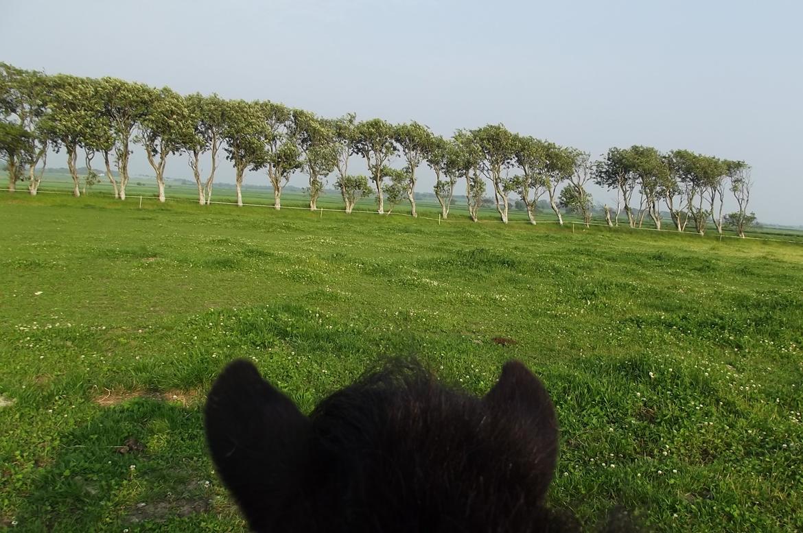 Shetlænder Dixie billede 8