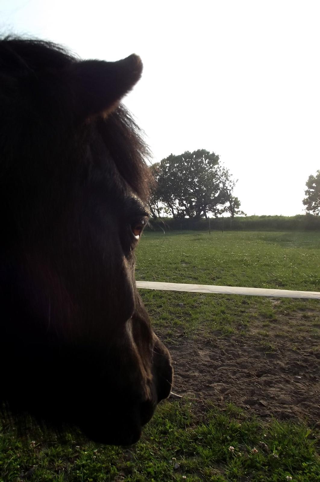 Shetlænder Dixie billede 1