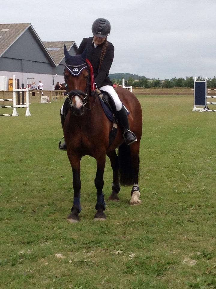 Welsh Cob (sec D) Llanwnen Sparkle - første stævne på hende og så vandt vi lige LC <33 billede 6