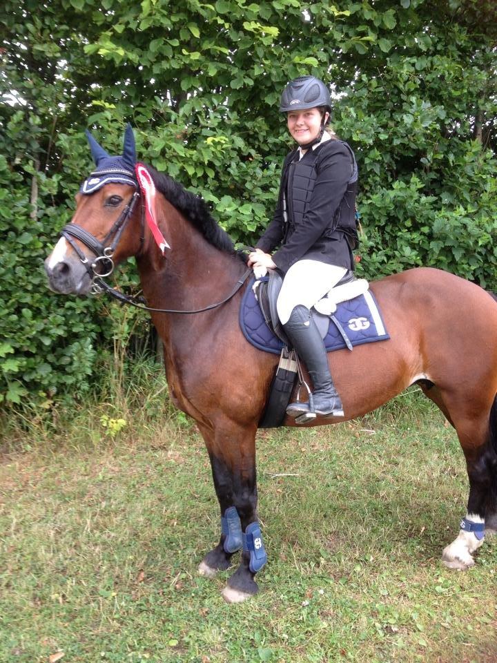 Welsh Cob (sec D) Llanwnen Sparkle - første stævne på hende og så vandt vi lige LC <33 billede 5