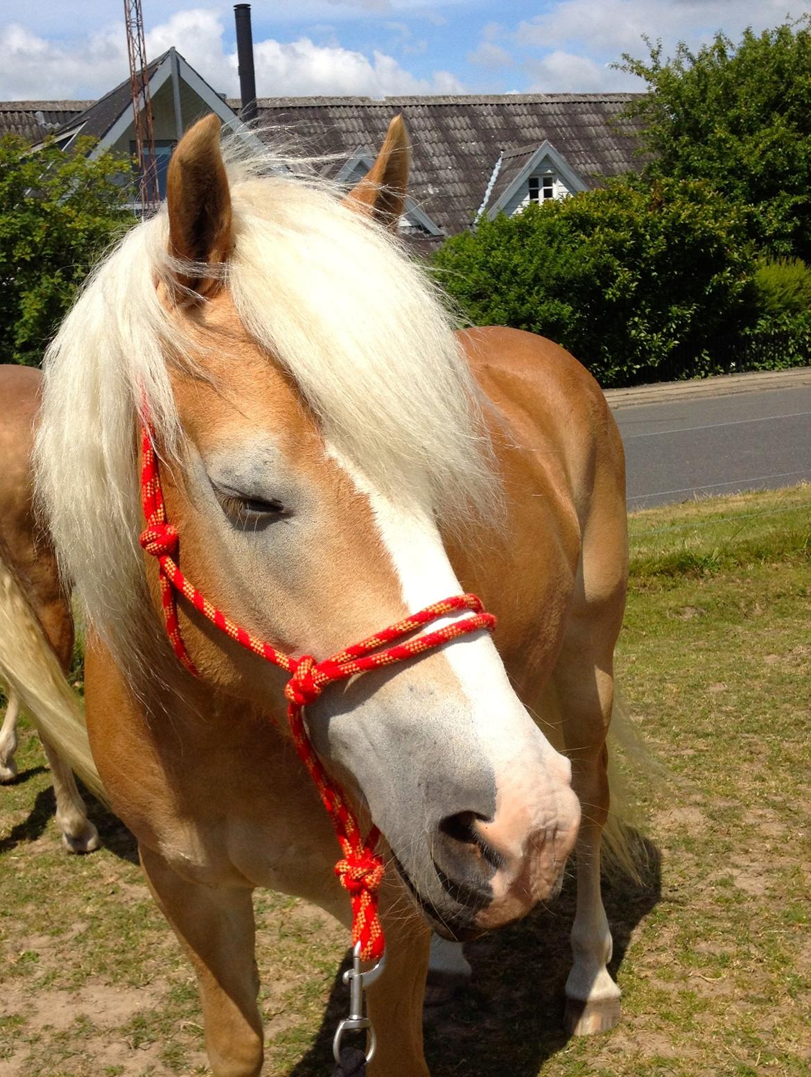 Haflinger Leris billede 6
